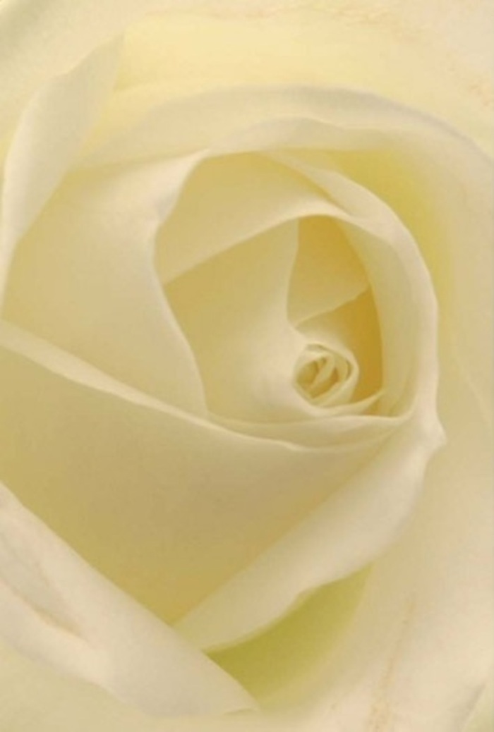 Drawn into the intricate layers of this pure white rose, one can sense the tranquil sophistication that defines so much of West Green's floral style. The interwoven petals, each glowing with a gentle transparency, capture the way morning sunlight streams through garden gates along Avenue Road-soft, dignified, brimming with quiet promise. The bloom's creamy shades blend seamlessly, while delicate shadows curl within the spiral heart, bringing a serene depth to the composition. As a florist rooted in the West Green community, I recognize this as a quintessential gesture for moments of heartfelt meaning-a romantic anniversary, a considered apology, or the centrepiece of a wedding reception held at a local venue. The spiral core's near-perfection hints at purity and endurance, just as the subtle variations in hue express the artistry of nature reflected in every custom bouquet we create. Its clean, soothing fragrance seems to hang in the air, evoking a sense of peace that lingers in homes from St. Ann's Road to the heart of West Green itself. Presented with an unspoken wisdom, this rose promises comfort and gentle beauty for any special occasion.